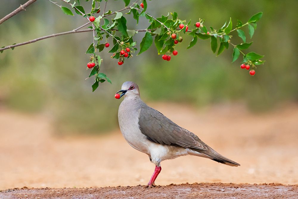 White-tipped Dove-Leptotila verreauxi-feeding on Manzanita fruits